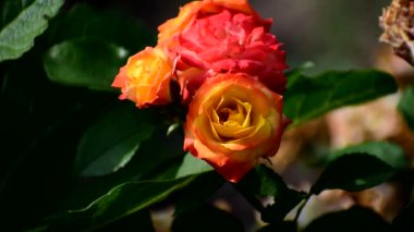 Sarı kırmızı güller. Arka planda bulanık yeşil bir tilki yavrusu var.