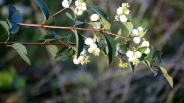 Kar çilekleri. İlginç çalı, güzel yabani bitki Symphoricarpos albusu