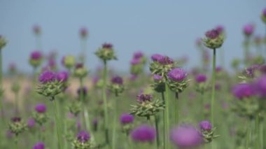 Süt devedikeni tarlada yetişiyor. Mavi gökyüzü. İlaç fabrikası..
