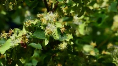 Linden yeşil yapraklı bir dalda çiçek açtı. Tıbbi bitki. arılar uçuyor.