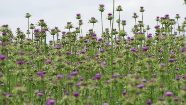 Gyógynövény Tej Bogáncs Virágzik Nyáron — Stock videók