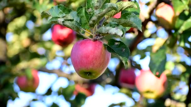 Manzanas Rojas Árbol Maduración Árbol Otoño — Vídeos de Stock