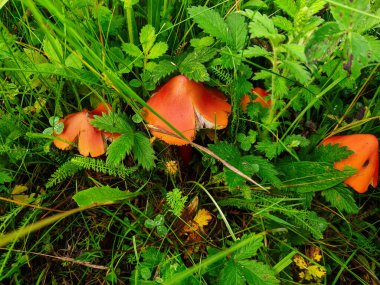 Hygrocybe conica. Yeşil çimenlerdeki ince bir sapta kırmızı bir mantar yetişiyor. arkaplan.