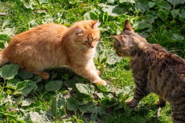 İki kedi birbiriyle kavga ediyor. Sarı kedi griye karşı. Saldırganlık