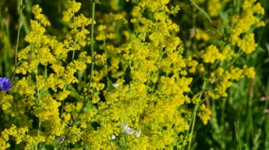 Isatis tinctoria. Bir sürü sarı küçük çiçek. yeşil bulanık arkaplan.