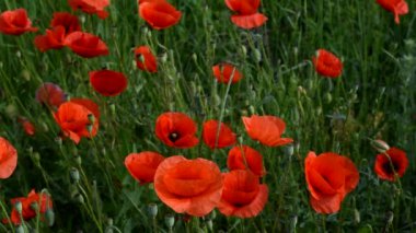 Güzel kır çiçekleri. Parkta bir sürü güzel gelincik açar..