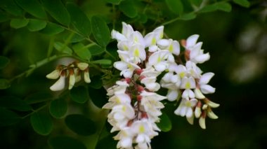 Yazın yeşil bir ağaçta beyaz akasya çiçeği. İyi bal ayısı..