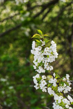 Beyaz çiçekli bir dal. Geçmişi. İlkbahar