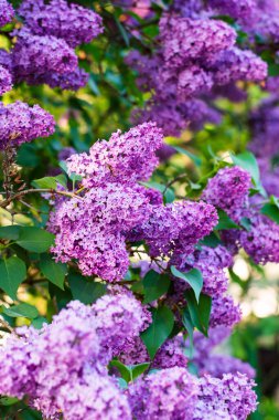 Leylak kiraz ağacında çiçek açtı. Çiçekli güzel bir arka plan. Günaydın..