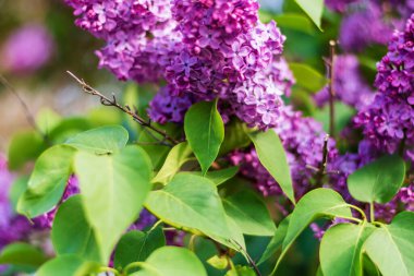 İlkbaharda güzel leylak çiçekleri açar. arkaplan,