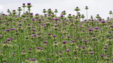Tıbbi bitki devedikeni yazın çiçek açar..