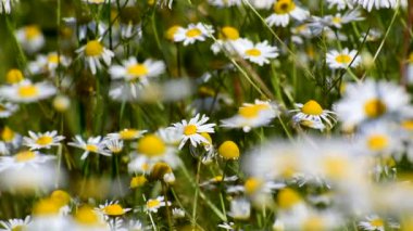 Birçok beyaz papatya tarlada çiçek açar. Güzel doğa tıbbi bitkiler..