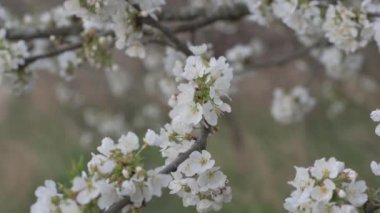 Beyaz ilkbahar kiraz çiçeği. Bahar geldi. Ağır çekim Full HD. Yumuşak renk