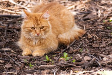 Sarı kedi. Çimlerin üzerinde yatıyordu. Tatminsiz. Güzel kedi arka planı Bir kedi.