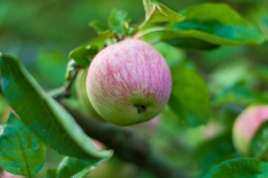 Canlı yeşil yapraklarla çevrili, bir ağaç dalından sarkan taze pembe bir elma. Organik tarım ve doğa ödülünün mükemmel bir temsili..