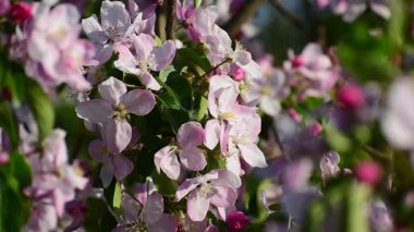 Sıcak güneş ışığıyla yıkanmış, bir ağaç dalında açan narin pembe ve beyaz elma çiçeklerinin yakın çekimi. Bahar yenilenmesinin ve doğanın güzelliğinin güzel bir temsili..