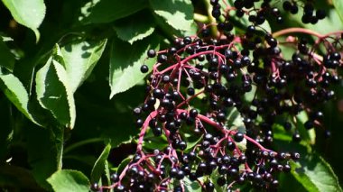 Bir sürü küçük böğürtlen. Olgun elderberry 'ler çalılarda asılı. İlaç fabrikası..