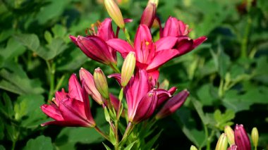 Yeşillik yeşilliklerle çevrili canlı pembe zambaklar. Narin taç yaprakları ve açılmamış tomurcuklar yaz güzelliğinin özünü yansıtan çarpıcı bir tezat oluşturuyor..