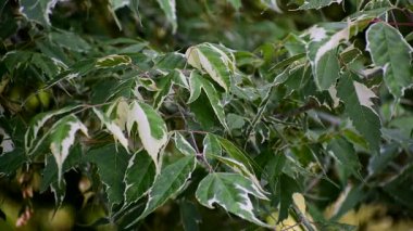 Yeşil merkezli, kremsi beyaz kenarlı, doğal ışıklandırılmış ve canlı çeşitli yaprakların yakın çekimi..