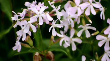 Arka planda yeşil yapraklar olan bir bahçede açan yumuşak soluk pembe kır çiçekleri. Yumuşak doğal ışık ve sığ alan derinliği rüya gibi bir hava yaratır..