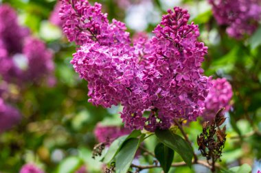 Güneş ışığında açan canlı mor leylak çiçeklerinin yakın plan yeşil yapraklar ve yumuşak bokeh arka plan.
