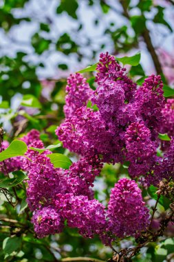 Mavi gökyüzünün altında yeşil yapraklı parlak ve yoğun leylak çiçekleri var..