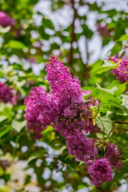 İlkbahar güneşi altında canlı yeşil yapraklarla leylak çiçek açar..