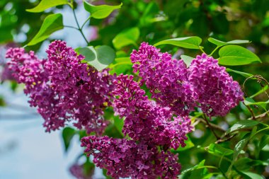 İlkbaharda açan canlı leylak çiçekleri yeşil yapraklara ve mavi gökyüzüne karşı.