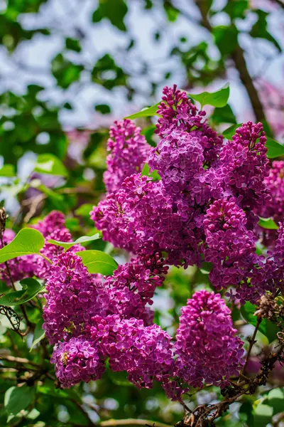 Mavi gökyüzünün altında yeşil yapraklı parlak ve yoğun leylak çiçekleri var..