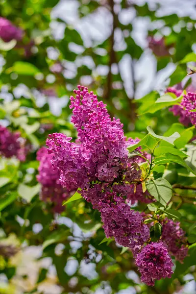 İlkbahar güneşi altında canlı yeşil yapraklarla leylak çiçek açar..