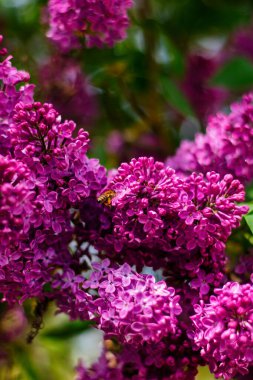 Bir bal arısı canlı leylak çiçeklerinin üzerinde uçar, baharın ve tozlaşmanın özünü yakalar..