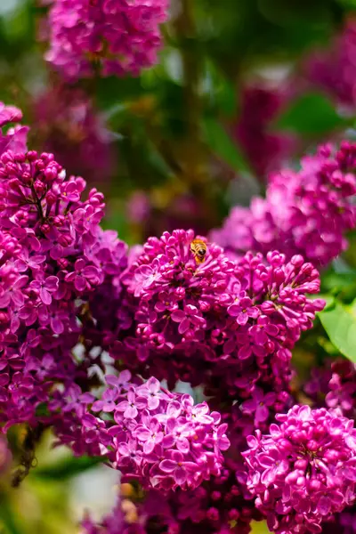 Bir bal arısı güneşli bir bahar gününde canlı leylak çiçeklerinden nektar toplar..