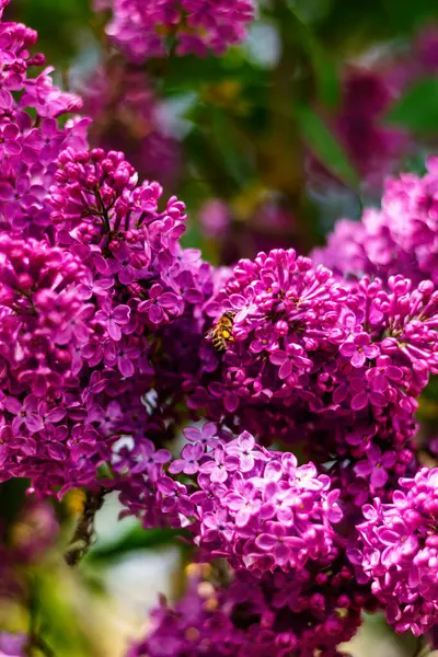 Canlı leylak çiçeklerinden topladığı nektarı tam bahar çiçeklerinde toplayan arıya yakın plan..