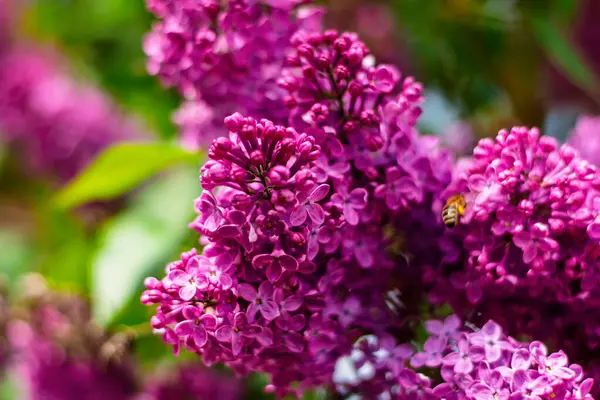 Bir arı mor leylak çiçeklerinin üzerinde uçar, güneşli bir bahar gününde polen toplar..