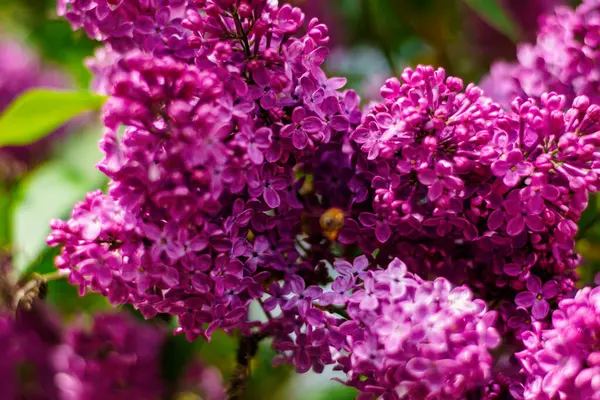 Bir bal arısı canlı leylak çiçeklerinin içinde zar zor görünür, doğal güneş ışığı altında nektar toplar..