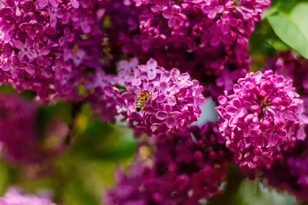 Bir arı bahar zamanı tam güneş ışığında açan leylak çiçeklerinden nektar toplar..