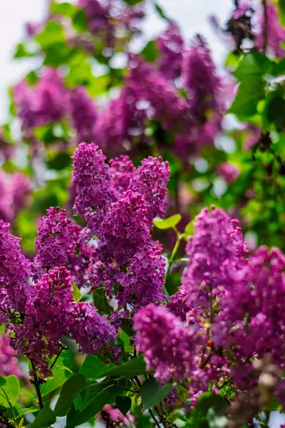 Zengin mor leylak çiçekleri ilkbahar güneşinde yemyeşil yapraklar arasında yeşerir..