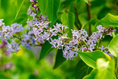 Canlı yeşil yapraklarla çevrili açık mor leylak çiçekleri dalları..