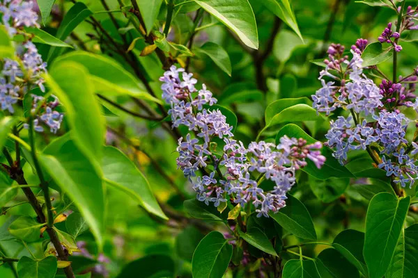 Parlak yeşil yaprakların arasında, bahar bahçesinde çiçek açmış canlı mor leylak çiçekleri..