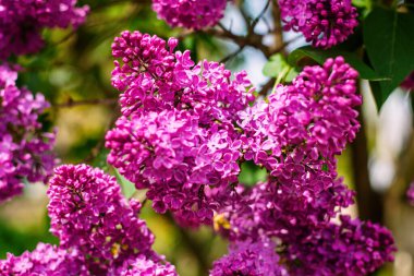 Güneş ışığı altında açan parlak mor leylak kümeleri yumuşak doğal bir arka plan ve yeşil yapraklarla.