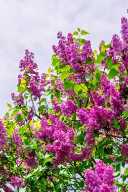 Yumuşak bulutlu gökyüzünde çiçek açan renkli leylak çiçekleri, yemyeşil yapraklarla çevrili..