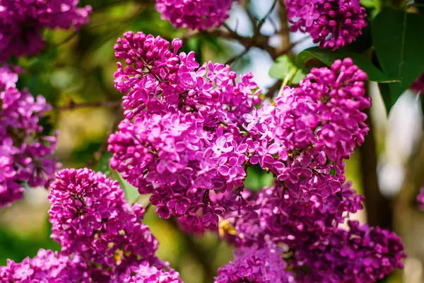 Güneş ışığı altında açan parlak mor leylak kümeleri yumuşak doğal bir arka plan ve yeşil yapraklarla.