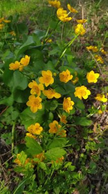 Parlak sarı kadife kadife çiçekleri bahar güneşinde yeşil yapraklar ve orman bitkilerinin arasında yetişir..