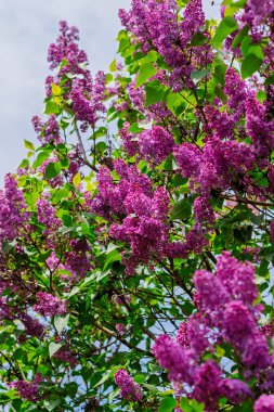 Taze yeşil yapraklı ve arka planda yumuşak mavi gökyüzü olan uzun dallarda açan canlı leylak çiçekleri..