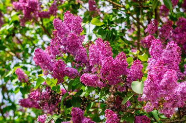 Parlak mor leylak çiçekleri çerçeveyi yemyeşil yapraklar ve yumuşak doğal ışıkla doldurarak baharın güzelliğini sembolize eder..