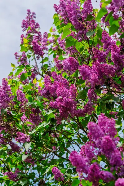 Taze yeşil yapraklı ve arka planda yumuşak mavi gökyüzü olan uzun dallarda açan canlı leylak çiçekleri..