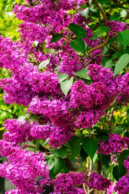 Kalın mor renkli leylak çiçekleri çerçeveyi canlı bahar güzelliği ve yeşillikleriyle doldurur..
