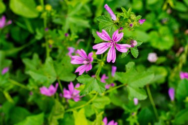 Doğal bahçe ya da çayır çevresindeki yemyeşil yaprakların arasında açan beş yapraklı narin pembe kır çiçekleri..