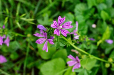 Yazın taze yeşil yapraklar ve çimenler arasında açan parlak mor yaban ördeği çiçekleri..