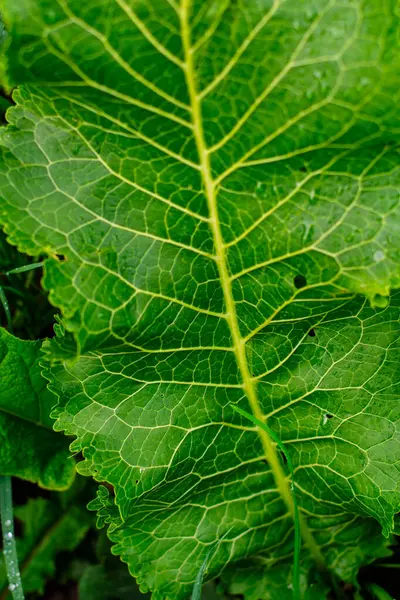 Taze yeşil yaprağın yakın plan görüntüsü karmaşık damar yapısı, doğal desenler ve açık hava bahçe ortamında canlı botanik ayrıntıları gösteriyor. Yabanturpu yaprakları.